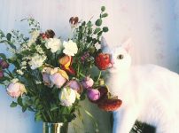 サービス比較！花のサブスク（お花の定期便）で500円から花のある暮らしを始めよう