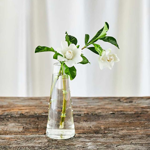 青山フラワーマーケットで購入した花瓶（フラワーベース）ドットガラス